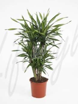 Драцена (Dracaena riki)