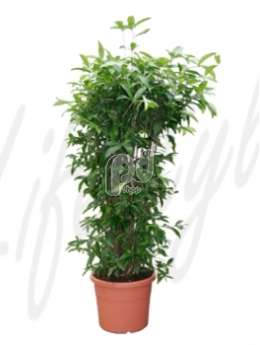 Драцена (Dracaena surculosa Bush)