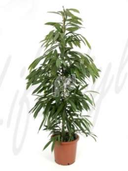 Фикус (Ficus amstel king)