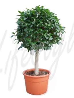 Фикус (Ficus australis)