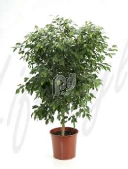 Фикус (Ficus bushy prince)