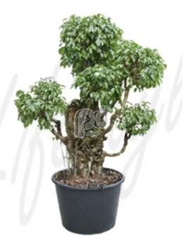 Фикус (Ficus columnar)