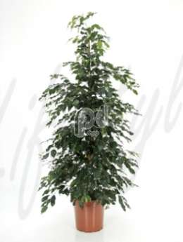 Фикус (Ficus danielle)