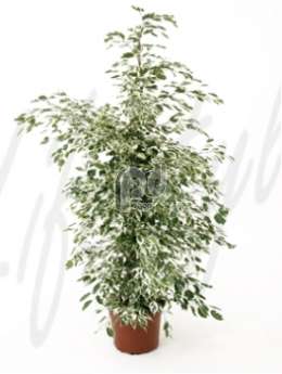 Фикус (Ficus de gantel)