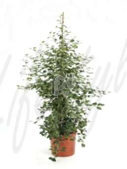 Фикус (Ficus deltoidea)