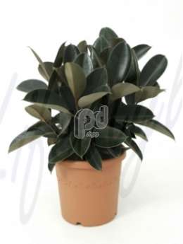 Фикус (Ficus elastica bourgondi)