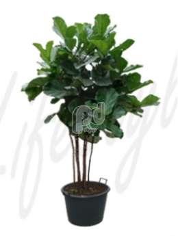 Фикус  (Ficus lyrata Stem multi)