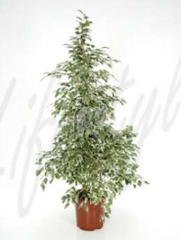 Фикус (Ficus profit)