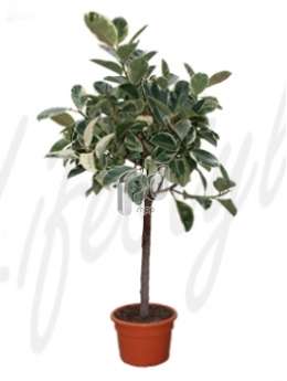 Фикус  (Ficus tineke Stam)