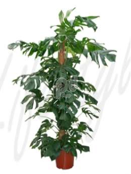 Филодендрон монстера (Philodendron pertusem)