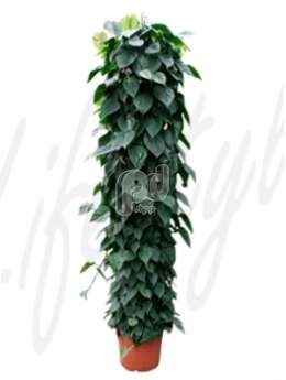 Филодендрон сканденс (Philodendron scandens)