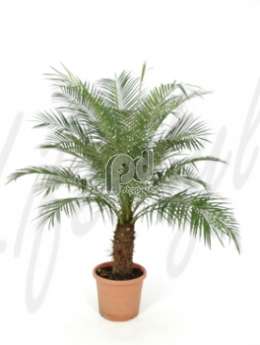 Финиковая пальма (Phoenix roebelinii)