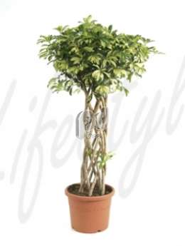 Шеффлера (Schefflera trinette Open window)