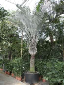 (Dypsis decarii)