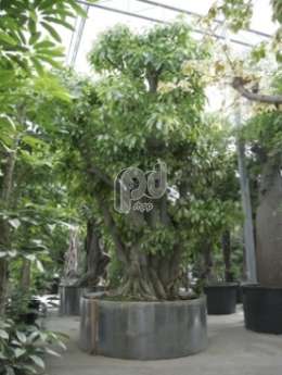 Фикус (Ficus altissima)
