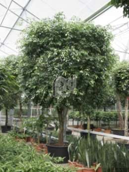 Фикус (Ficus benjamina)