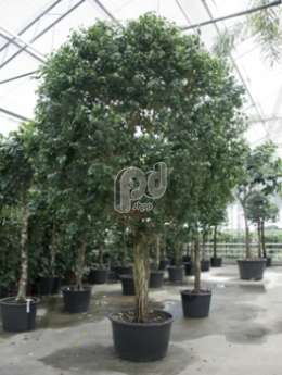 Фикус (Ficus citation)