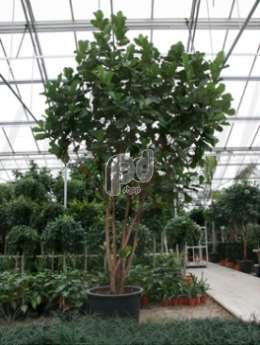 Фикус (Ficus lyrata stem multi)