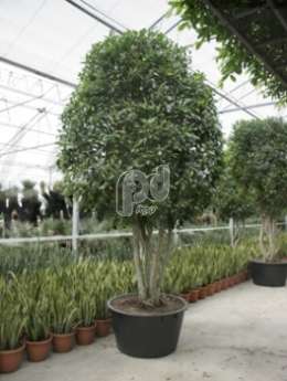 Фикус (Ficus nitida stem multi)