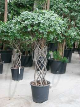 Фикус (Ficus panda Open window)