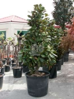 Magnolia grandiflora Pyramid