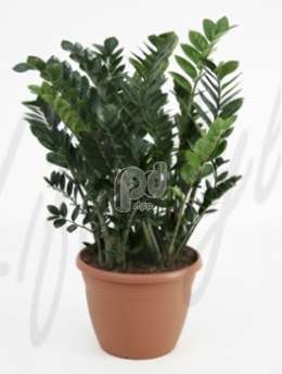 Замиокулкас (Zamioculcas zamiifolia)