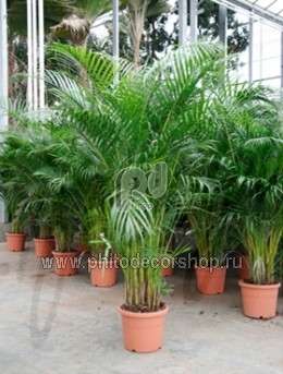 Пальма (Areca chrysalidoc lutescens)