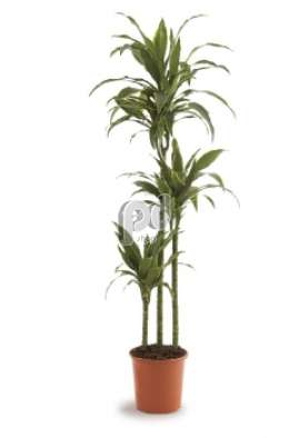 Драцена (Dracaena fr Art)