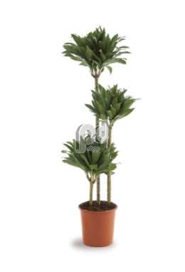 Драцена (Dracaena fr Compacta)