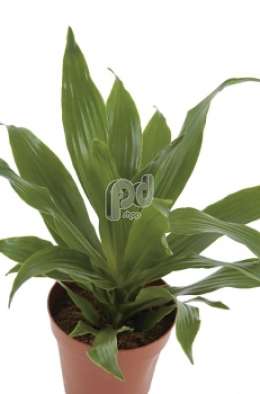 Драцена (Dracaena fr Green Jewel)