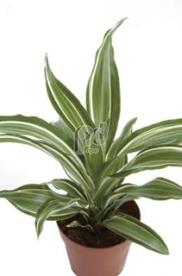 Драцена (Dracaena fr Jade Jewel)