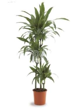 Драцена (Dracaena fr Janet Graig)