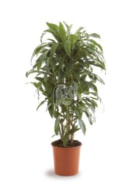 Драцена (Dracaena fr Janet Graig vertakt)