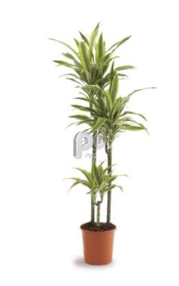 Драцена (Dracaena fr Lemon Lime)