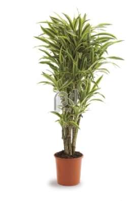 Драцена (Dracaena fr Lemon Lime vertakt)