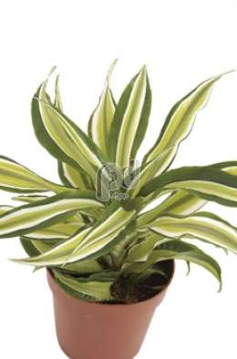 Драцена (Dracaena fr Malaika)