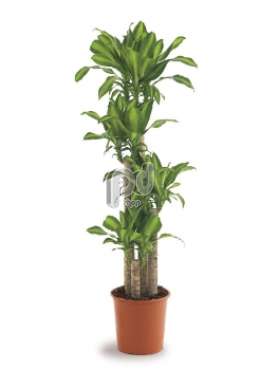 Драцена (Dracaena fr Massangeana)