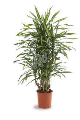 Драцена (Dracaena fr Riki)