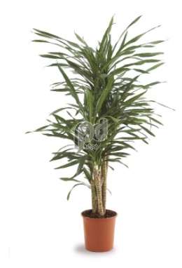 Драцена (Dracaena fr Riki vertakt)