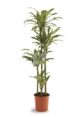 Драцена (Dracaena fr Santa Rosa)