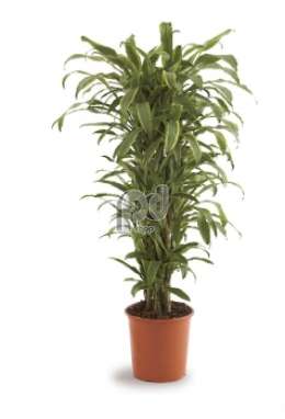 Драцена (Dracaena fr Santa Rosa vertakt)