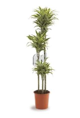 Драцена (Dracaena fr Surprise)