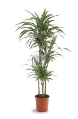 Драцена (Dracaena fr Ulises)