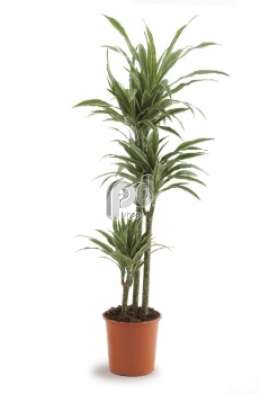 Драцена (Dracaena fr Warneckii)