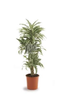 Драцена (Dracaena fr White Jewel)