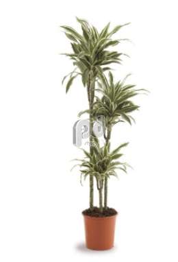 Драцена (Dracaena fr White Stripe)