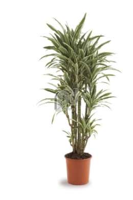 Драцена (Dracaena fr White Stripe vertakt)