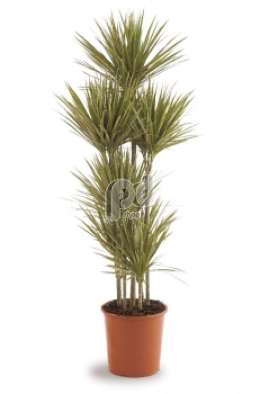 Драцена (Dracaena marg Bicolor)