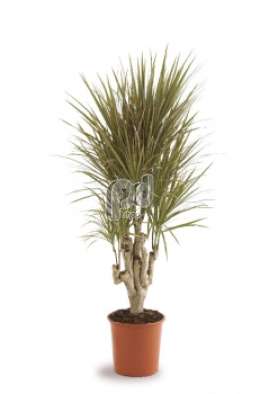 Драцена (Dracaena marg Bicolor vertakt)