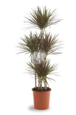 Драцена (Dracaena marg Magenta)